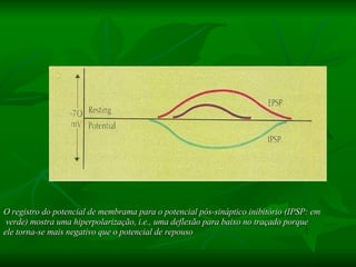O registro do potencial de membrama para o potencial pós-sináptico inibitório (IPSP: em verde) mostra uma hiperpolarização, i.e., uma deflexão para baixo no traçado porque  ele torna-se mais negativo que o potencial de repouso 