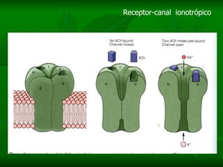 Receptor-canal  ionotrópico 