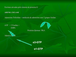 Enzimas ativadas pelo sistema de proteina G ADENIL CICLASE   Adenosina Trifosfato = molécula de adenosina com 3 grupos fosfato ATP  = 2 Fosfato + AMPc  Proteina Quinase  PKA Adenil Ciclase + -   α 3-GTP α 1-GTP 