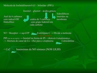 Molécula de fosfatidilinositol 4,5 – bifosfato  (PIP 2 ) Inositol – glicerol – ácidos graxos hidrofóbicos Anel de 6 carbonos  inseridos na  com radical OH  cadeia de 3 carbonos  membrana Hidrofílico  com grupo hidroxil em  cada carbono  NT + Receptor  ->  α q-GTP  Fosfolipase C -> Divide a molécula  +  ANEXADA À MEMBRANA PIP 2 EM  DUAS PARTES  -> Inositol na forma de IP 3  -> Retículo Endoplasmático ->  Abertura de canal de Ca ->flui para o citoplasma  Calmodulina   + + Ca2  Isoensimas da  NO síntases (NOS I,II,III) + 