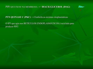 PIP 2 QUE FICOU NA MEMBRANA  ->  DIACILGLICEROL (DAG)  + PTN QUINASE C (PKC)  ->   Fosforila as enzimas citoplasmáticas O IP3 que agiu nos RETÍCULOS ENDOPLASMÁTICOS é reciclado para produzir PIP2 