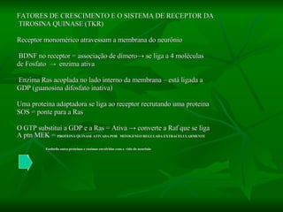 FATORES DE CRESCIMENTO E O SISTEMA DE RECEPTOR DA TIROSINA QUINASE (TKR) Receptor monomérico atravessam a membrana do neurônio BDNF no receptor = associação de dímero ->  se liga a 4 moléculas de Fosfato  ->  enzima ativa Enzima Ras acoplada no lado interno da membrana – está ligada a  GDP (guanosina difosfato inativa) Uma proteína adaptadora se liga ao receptor recrutando uma proteina SOS = ponte para a Ras O GTP substitui a GDP e a Ras = Ativa  -> converte a Raf que se liga A ptn MEK =  PROTEINA QUINASE ATIVADA POR  MITOGENEO REGULADA EXTRACELULARMENTE Fosforila outra proteinas e enzimas envolvidas com a  vida do neurônio 