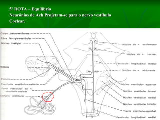 5º ROTA – Equilíbrio Neurônios de Ach Projetam-se para o nervo vestíbulo  Coclear. 