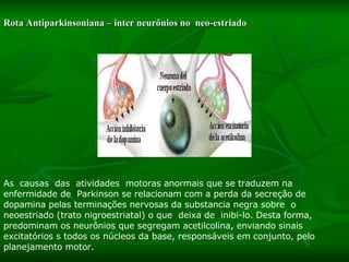 Rota Antiparkinsoniana – inter neurônios no  neo-estriado As  causas  das  atividades  motoras anormais que se traduzem na enfermidade de  Parkinson se relacionam com a perda da secreção de dopamina pelas terminações nervosas da substancia negra sobre  o neoestriado (trato nigroestriatal) o que  deixa de  inibi-lo. Desta forma, predominam os neurônios que segregam acetilcolina, enviando sinais excitatórios s todos os núcleos da base, responsáveis em conjunto, pelo planejamento motor.  