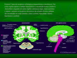Existem 2 tipos de receptores colinérgicos (muscarinicos e nicotinicos). Em  certas regiões apenas o subtipo muscarinicos é encontrado (tronco cerebral e diencéfalo), enquanto em outras regiões substancia negra, locus coeruleus  e septum  somente os receptores nicotínicos são achados Os dois subtipos  são encontrados no corpo striatum, córtex cerebral, hipocampo, tálamo,  hipotálamo e cerebelo 