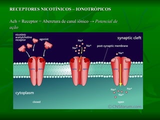 RECEPTORES NICOTÍNICOS – IONOTRÓPICOS Ach + Receptor = Aberetura de canal iônico  -> Potencial de  ação 