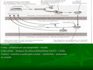 Sínteses Colina – compilada por um transportador +Acetato. Corpo celular – produçao de colina acetiltransferase (ChAT)  ->  botão Axônico = transfere o acetato para a colina = Acetilcolina – armazenada  na vesícula 