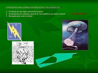 CONDIÇÕES PARA O PROCESSAMENTO DE UMA SENSAÇÃO 1 – Excitação de um órgão sensorial (receptor) 2 – Transmissão da excitação, através de vias sensitivas, ao centro cortical  ANALISADORES 3 – Recepção pelo centro cortical   