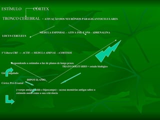 ESTÍMULO  CÓRTEX TRONCO CEREBRAL  -  ATIVAÇÃO DOS NEURÔNIOS PARAGIGANTOCELULARES MEDULA ESPINHAL – ATIVA IML E SNS - ADRENALINA LOCUS CERULEUS 1º Libera CRF  ->   ACTH   -> MEDULA ADRNAL ->CORTISOL Respondendo a estímulos a luz de planos de longo prazo TRATO SOLITÁRIO = estado biológico  Giro cingulado  HIPOTÁLAMO Córtex Pré-Frontal (+corpo amigadaloide e hipocampo) – acessa memórias antigas sobre o estímulo assim como a sua relevância 