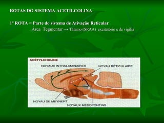 ROTAS DO SISTEMA ACETILCOLINA 1º ROTA = Parte do sistema de Ativação Reticular Área  Tegmentar   ->  Tálamo (SRAA)  excitatório e de vigília 