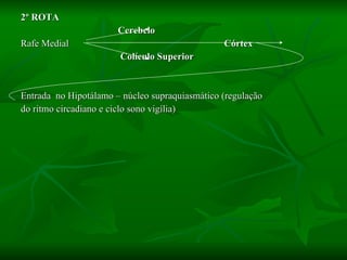 2º ROTA Cerebelo Rafe Medial   Córtex Colículo Superior Entrada  no Hipotálamo – núcleo supraquiasmático (regulação do ritmo circadiano e ciclo sono vigília) 
