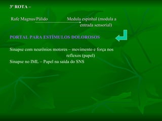 3º ROTA – Rafe Magnus/Pálido   Medula espinhal (modula a entrada sensorial) PORTAL PARA ESTÍMULOS DOLOROSOS Sinapse com neurônios motores – movimento e força nos  reflexos (papel) Sinapse no IML – Papel na saída do SNS 