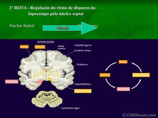 2º ROTA –Regulação do ritmo de disparos do  hipocampo pelo núcleo septal Núcleo Septal  Hipocampo Fórn i x 