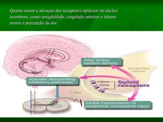 Quanto maior a ativação dos receptores opiáceos no núcleo  acumbens, corpo amigdalóide, cingulado anterior e tálamo  menor a percepção da dor. 