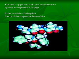 Substância P – papel na transmissão do sinais dolorosos e  regulação ao comportamento de apego Putame e caudado  ->  Globo pálido  Em todo cérebro em pequenos interneurônios 