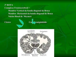 3º ROTA Complexo Frontocerebral =  Membro Vertical da banda diagonal de Broca Membro  Horizontal da banda diagonal de Broca Núcleo Basal de  Meynert  Córtex  Corpo Amigdalóide 