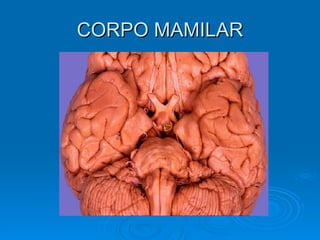 CORPO MAMILAR 