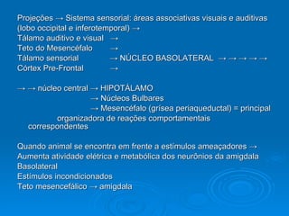 Projeções  -> Sistema sensorial: áreas associativas visuais e auditivas (lobo occipital e inferotemporal) ->  Tálamo auditivo e visual  -> Teto do Mesencéfalo  -> Tálamo sensorial  -> NÚCLEO BASOLATERAL  -> -> -> -> -> Córtex Pre-Frontal  -> -> ->  núcleo central -> HIPOTÁLAMO ->  Núcleos Bulbares ->  Mesencéfalo (grísea periaqueductal) = principal organizadora de reações comportamentais correspondentes Quando animal se encontra em frente a estímulos ameaçadores ->  Aumenta atividade elétrica e metabólica dos neurônios da amigdala Basolateral Estímulos incondicionados  Teto mesencefálico -> amigdala 