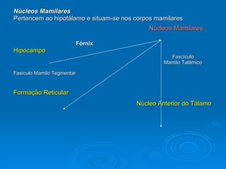 Núcleos Mamilares Pertencem ao hipotálamo e situam-se nos corpos mamilares Núcleos   Mamilares Fórnix Hipocampo   Fascículo  Mamilo Talâmico Fasículo Mamilo Tegmentar   Formação Reticular   Núcleo Anterior do Tálamo   