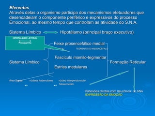 Eferentes Através delas o organismo participa dos mecanismos efetuadores que  desencadeiam o componente periférico e expressivos do processo  Emocional, ao mesmo tempo que controlam as atividade do S.N.A.  Sistema Límbico  Hipotálamo (principal braço executivo) Feixe prosencefálico medial ÁREA SEPTAL   TEGMENTO DO MESENCÉFALO Fascículo mamilo-tegmentar  Sistema Límbico  Formação Reticular Estrias medulares   Área Septal  núcleos habenulares  núcleo interpenduncular Mesencéfalo   Conexões diretas com neurônios  do SNA  EXPRESSÃO DA EMOÇÃO HIPOTÁLAMO LATERAL Principal Via 
