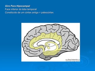 Giro Para Hipocampal Face inferior do lobo temporal Constituído de um córtex antigo = paleocórtex 