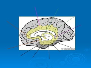 Cingulate gyrus Para-olfactory area Hypothalamus Uncus Amygdala Para-hippocampal gyrus Hippocampus Mamillary bodies of hypothalamus Fornix Thalamus Anterior nucleus of  thalamus 