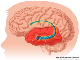 Temporal lobe Hippocampus Amygdala 