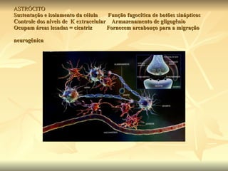 ASTRÓCITO Sustentação e isolamento da célula  Função fagocítica de botões sinápticos Controle dos níveis de  K extracelular  Armazenamento de gligogênio  Ocupam áreas lesadas = cicatriz  Fornecem arcabouço para a migração    neurogênica  