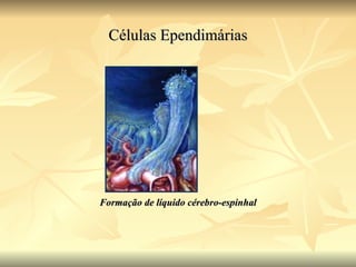 Células Ependimárias Formação de líquido cérebro-espinhal 
