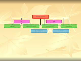 SISTEMA NERVOSO SNC SNP CÉREBRO MEDULA ESPINHAL SN AUTÔNOMO SN SOMÁTICO PARASIMPÁTICO SIMPÁTICO 