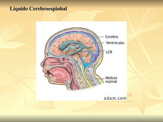 Líquido Cerebroespinhal 