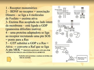 1 - Receptor monomérico 2 – BDNF no receptor = associação Dímero – se liga a 4 moléculas de Fosfato = enzima ativa 3- Enzima Ras acoplada no lado interno  da membrana – está ligada a GDP (guanosina difosfato inativa) 4 – uma proteína adaptadora se liga ao receptor recrutando uma ptn SOS = ponte para a Ras 5 – GTP substitui a GDP e a Ras = Ativa  -> converte a Raf que se liga A ptn MEK =  PROTEINA QUINASE ATIVADA POR MITOPGENEO REGULADA EXTRACELULARMENTE Fosforila outra proteinas e enzimas envolvidas com a vida do neurônio 