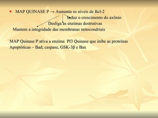 MAP QUINASE P  -> Aumenta os níveis de Bcl-2 Induz o crescimento do axônio Desliga as enzimas destrutivas Mantem a integridade das membranas mitocondriais  MAP Quinase P ativa a enzima  PI3 Quinase que inibe as proteínas  Apoptóticas – Bad; caspase, GSK-3 β  e Bax 