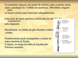 Os neurônios migram, do centro do cérebro, para as partes certas. Após a produção de 1 trilhão de neurônios, 100 bilhões migram para  os locais corretos para funcionar adequadamente. Uma série de sinais químicos (moléculas de adesão) são responsáveis  pela migração. Inicialmente  as células da glia formam a matriz celular. Posteriormente pode acompanhar o axônio de outro neurônio já fixado E depois, ao longo da trilha já traçada pelo  Primeiro neurônio 