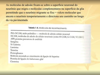As moléculas de adesão fixam-se sobre a superfície neuronal do  neurônio que migra e moléculas complementares na superfície da glia  permitindo que o neurônio migrante se fixe = velcro molecular que  ancora o neurônio temporariamente e direciona seu caminho ao longo  da via pavimentada 