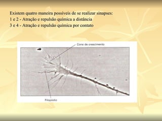 Existem quatro maneira possíveis de se realizar sinapses: 1 e 2 - Atração e repulsão química a distância 3 e 4 - Atração e repulsão química por contato 