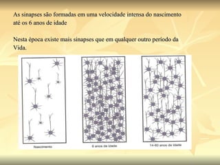 As sinapses são formadas em uma velocidade intensa do nascimento  até os 6 anos de idade Nesta época existe mais sinapses que em qualquer outro período da  Vida. 