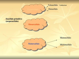 Telencéfalo  7   SEMANAS Diencéfalo   Encéfalo primitivo  (arquencéfalo) Metencéfalo Mielencéfalo  Prosencéfalo 3 SEMANAS Mesencéfalo 3 SEMANAS Robencéfalo 3 SEMANAS 