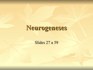 Neurogeneses Slides 27 a 59 