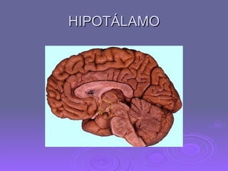 HIPOTÁLAMO 