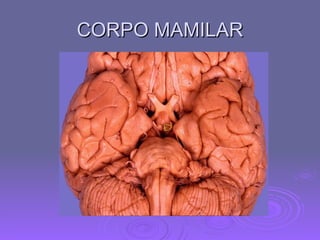 CORPO MAMILAR 