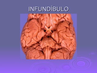 INFUNDÍBULO 