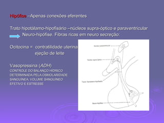 Hipófise  –Apenas conexões eferentes Trato hipotálamo-hipofisário –núcleos supra-óptico e paraventricular Neuro-hipófise. Fibras ricas em neuro secreção:  Ocitocina =  contratilidade uterina ejeção de leite Vasopressina ( ADH ) CONTROLE DO BALANÇO HÍDRICO  DETERMINADA PELA OSMOLARIDADE SANGUÍNEA, VOLUME SANGUÍNEO EFETIVO E ESTRESSE 