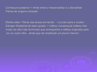 Comissura posterior = limite entre o mesencéfalo e o diencéfalo Fibras de origens variadas Dentre elas = fibras das áreas pre-tectal  -> cruzam para o núcleo  Edinger-Westphal do lado oposto   = reflexo consensual (reflexo foto  motor do olho não iluminado que acompanha o reflexo originado pela  luz no outro olho,  ainda que de amplitude um pouco menor).  