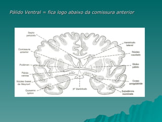 Pálido Ventral = fica logo abaixo da comissura anterior 