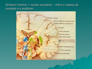 Striatum Ventral  = núcleo accubens – entre a cabeça do  caudado e o putâmen 