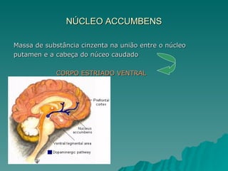NÚCLEO ACCUMBENS Massa de substância cinzenta na união entre o núcleo putamen e a cabeça do núceo caudado  CORPO ESTRIADO VENTRAL 