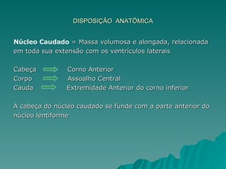 DISPOSIÇÃO  ANATÕMICA Núcleo Caudado  = Massa volumosa e alongada, relacionada  em toda sua extensão com os ventrículos laterais Cabeça  Corno Anterior Corpo  Assoalho Central Cauda  Extremidade Anterior do corno inferior A cabeça do núcleo caudado se funde com a parte anterior do núcleo lentiforme 