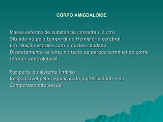 CORPO AMIGDALÓIDE Massa esférica de substância cinzenta ( 2 cm) Situada no pólo temporal do Hemisfério cerebral Em relação estreita com o núcleo caudado Discretamente saliente no tecto da parede terminal do corno  Inferior ventrolateral. Faz parte do sistema límbico Responsável pela regulação da agressividade e do  Comportamento sexual 