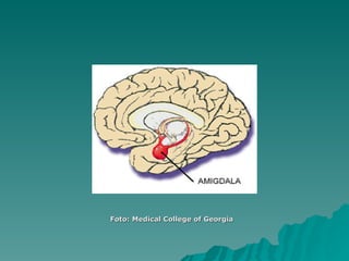 Foto: Medical College of Georgia   